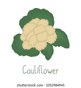 Cauliflower isolated on a white background. Food icon. Vector illustration.