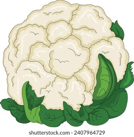 Cauliflor aislado en fondo blanco