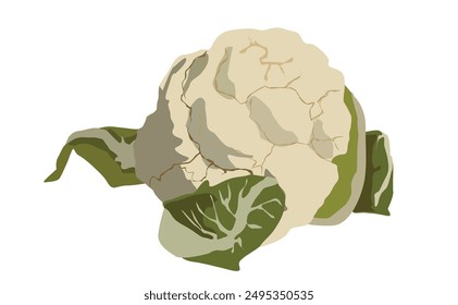 Cauliflower isolated on white background. Vector illustration.