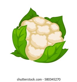 Cauliflower isolated on white. Cauliflower vegetable in species Brassica. Annual plant reproduces by seed. Typically, only head the white curd is eaten. Realistic vector illustration in cartoon style