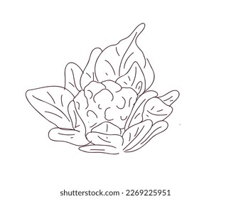 Cauliflower con hojas. Ilustración de los dibujos de los dibujos o de los vectores de líneas