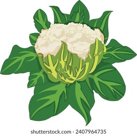 Cauliflower con ilustración vectorial de hojas