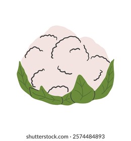 Cauliflower with leaves. Cauliflower vector illustration. Vegetables for healthy cooking