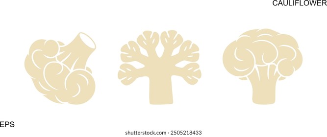 Cauliflower logo. Isolated cauliflower on white background