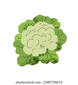 Cauliflower on white background – fresh organic vegetable, isolated, vector illustration for cooking, nutrition, farming and healthy lifestyle. 