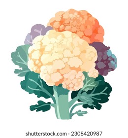cauliflower on white background icon isolated