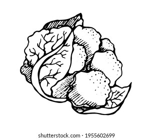 
cauliflower, pen-drawn, black shaded outline