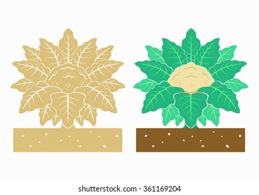 cauliflower plant with leaves and product