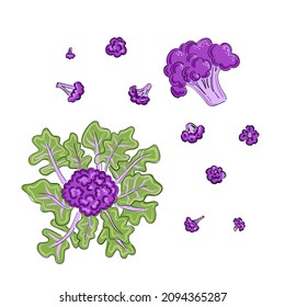 Cauliflower purple and yellow drawn cartoon in sketch style on black background. Hand drawn vector illustration. Cooking food. Isolated vector. Line art. White background, isolated