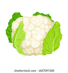 Cauliflower As Raw Salad Ingredient Vector Illustration