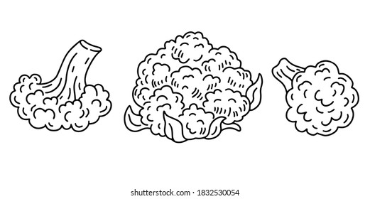 Cauliflower set. Black and white illustration.