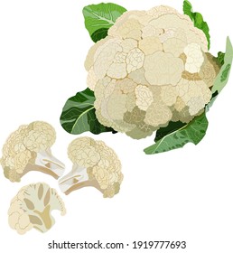 Cauliflower set. Curly cabbage set.. Fresh organic and healthy, diet and vegetarian food. Vector illustration.