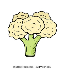Cauliflower sketch, doodle vector drawing on a white background.
