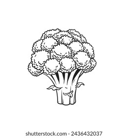Dibujo de coliflor, dibujo de vector de garabato sobre un fondo blanco.
