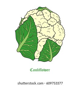 Cauliflower. Vector.