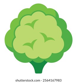 cauliflower vector art illustration on white background
