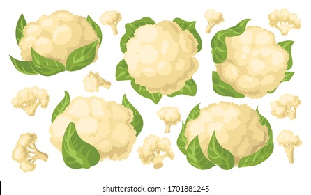 Cauliflower vector cartoon set icon. Vector illustration cabbage on white background. Isolated cartoon set icon cauliflower.