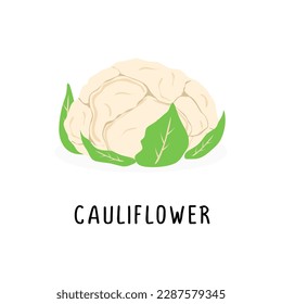 ilustración plana vectorial de coliflor, aislada en fondo blanco