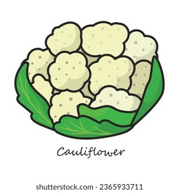 Icono vector de coliflor. Icono de vector de color aislado en coliflor de fondo blanco.