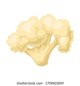 Icono vector de coliflor.Icono vectorial de caricatura aislado en coliflor de fondo blanco.