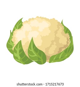 Cauliflower vector icon.Cartoon vector icon isolated on white background cauliflower.