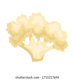 Icono vector de coliflor.Icono vectorial de caricatura aislado en coliflor de fondo blanco.