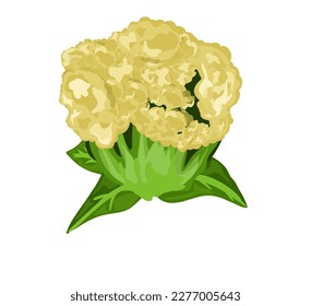 Cauliflower vector icon.Cartoon vector icon isolated on white background 