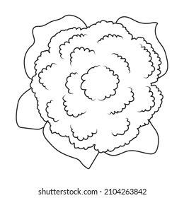 Cauliflower vector icon.Outline vector icon isolated on white background cauliflower.
