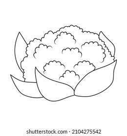 Cauliflower vector icon.Outline vector icon isolated on white background cauliflower.