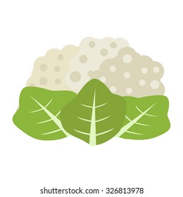 Cauliflower vector illustration. Flat design 