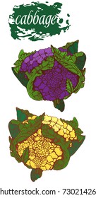 cauliflower vector illustration , hand drawing, isolated ,vegetable