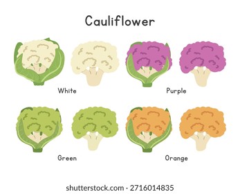 Blumenkohl-Vektorgrafik-Set. Mehrfarbige Blumenkohl Cartoon Clipart Set im flachen Stil. Weiß, Lila, Orange und grüner Blumenkohl, Gemüse flache Vektordesign