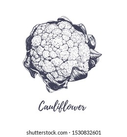 Cauliflower Vector Illustration. Cauliflower Sketch Hand Drawing. Cauliflower Art