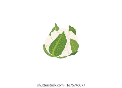 Cauliflower Vector Illustration Of Vegetable