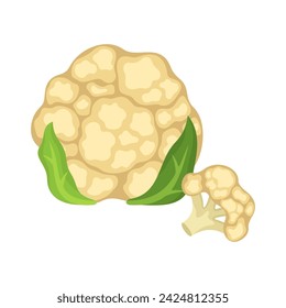 Coliflor ilustración vectorial. Verdura sobre fondo blanco.