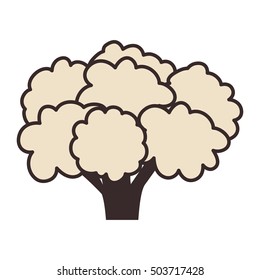 cauliflower vegetable food