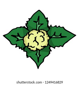 cauliflower, vegetable for health object, vector doodle art
