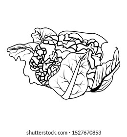 cauliflower vegetable icon over white background, vector illustration
