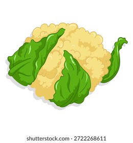 Ilustración de vegetales de coliflor aislados sobre fondo blanco Gráficos de productos orgánicos frescos adecuados para el diseño de alimentos, empaques, contenido de estilo de vida saludable, temas de cocina, imágenes de comestibles, conceptos de nutrición y materiales agrícolas.