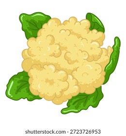 Ilustración de vegetales de coliflor aislados sobre fondo blanco Gráficos de productos orgánicos frescos adecuados para el diseño de alimentos, empaques, contenido de estilo de vida saludable, temas de cocina, imágenes de comestibles, conceptos de nutrición y materiales agrícolas.