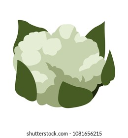 Cauliflower vegetable isolated