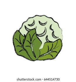 cauliflower vegetable natural