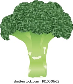 Cauliflower vegetable realistic vector illustration