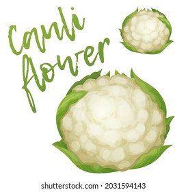 Cauliflower vegetable vector icon isolated on white background. White cabbage ingredient cartoon illustration