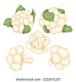 cauliflower white food set cartoon. fresh vegetable, cabbage vegetarian, organic healthy, raw green, diet ingredient, plant nature cauliflower white food vector illustration