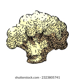 cauliflower white fresh hand drawn. food organic, vegan cabbage, vegetable raw, vector bowl, cut green cauliflower white fresh vector sketch. isolated color illustration