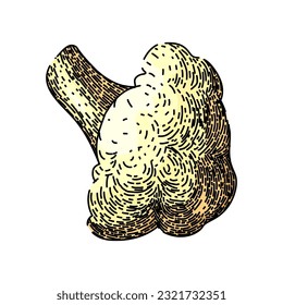 cauliflower white raw hand drawn. food organic, fresh vegan, cabbage baked, vector bowl, cut green cauliflower white raw vector sketch. isolated color illustration