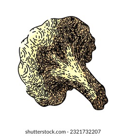 cauliflower white vegan hand drawn. food organic, fresh cabbage, vegetable raw, vector bowl, cut green cauliflower white vegan vector sketch. isolated color illustration