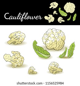 Cauliflower whole and slices isolated on white background vector illustration. Food illustration for cafe, market, menu design.