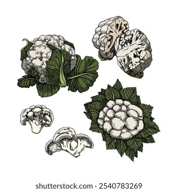 Vetor de couve-flor em muitas cores e textura